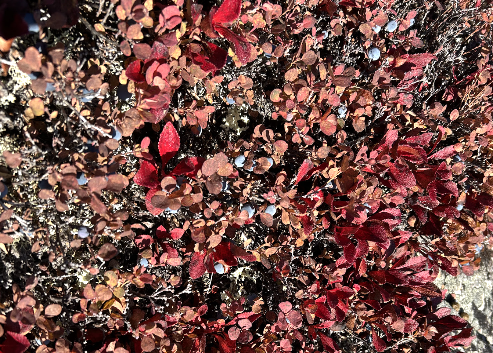 Pasted image 20260927235834.png